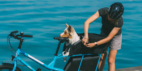 Yuba Kombi mit Hund auf dem Gepäckträger